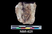 藏品(石膏)的圖片